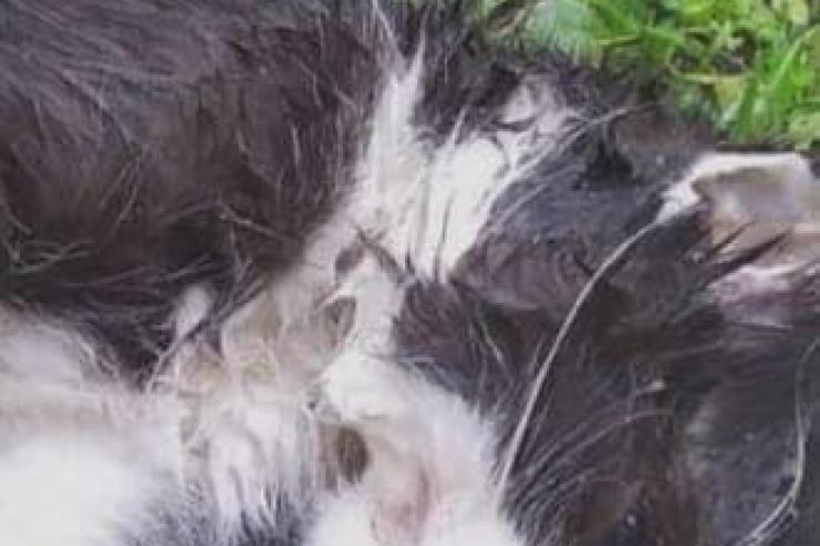 Живодером, который в Измаиле отрезал лапы и головы котам, оказался 17-летний подросток