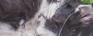 Живодером, который в Измаиле отрезал лапы и головы котам, оказался 17-летний подросток