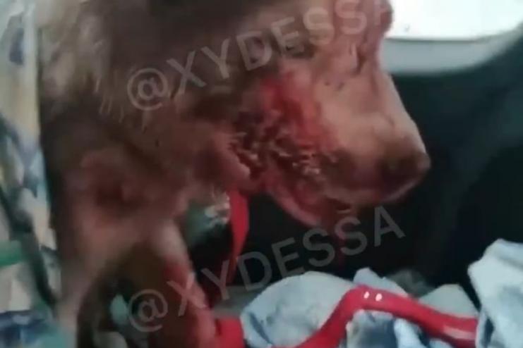 В Одесской области волонтеры спасли хаски, которого на глазах у детей избил хозяин: собака в коме