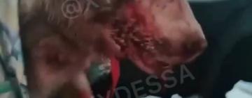 В Одесской области волонтеры спасли хаски, которого на глазах у детей избил хозяин: собака в коме