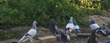 Необыкновенное соло в небе: голубевод из Новосёловки тренирует уникальных птиц и создаёт для них условия (ВИДЕО, ФОТО)