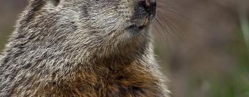 День сурка: что предсказал украинский Тимка-предсказатель?