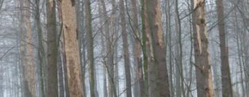 В Одесской области мужчина убил коллегу и выбросил труп в лесополосе