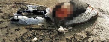 Стая шакалов поедала труп женщины на юге Одесчины