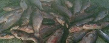 На Дунаї зупинили браконьєрство: порушники виловили риби на 28 тис. грн 