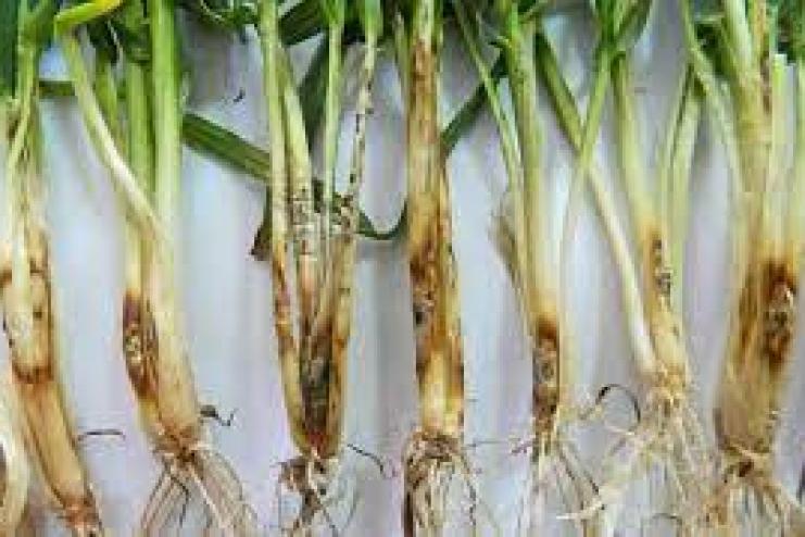  Цьогорічний врожай озимих може знищити білосолом’яна гниль