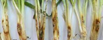  Цьогорічний врожай озимих може знищити білосолом’яна гниль