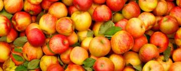 Яблоки в Украине подорожают втрое и побьют ценовые рекорды - прогноз