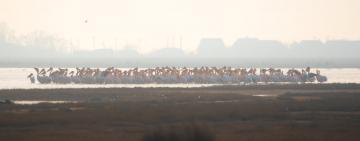 У Бесарабію повертаються пелікани