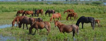 На острове Ермаков нелюди убили тельных лошадей и коров (фото, видео 18+)