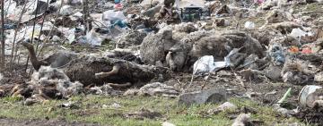  «Я ХОЧУ ЭТО РАЗВИДЕТЬ», ИЛИ НЕСКОЛЬКО СЛОВ ОБ АРЦИЗСКОЙ СВАЛКЕ