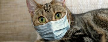 По "красным" зонам без масок прогуливаться запрещено 