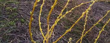 Килийская ОТГ: в одном из сел громады озеленяют территорию