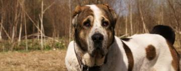 Суд обязал конфисковать у жителя Килийской громады алабая, который загрыз соседских кур