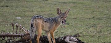 Жители Килийской громады жалуются на нашествие шакалов 