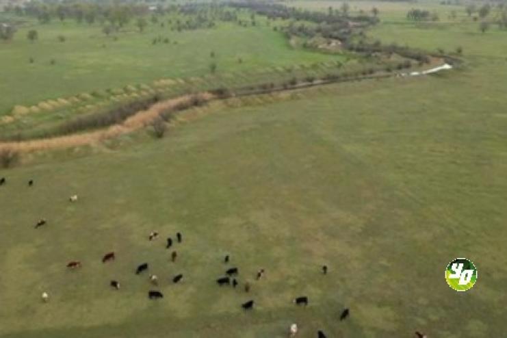 Що буде з громадськими пасовищами в селах (відповідь чиновників)