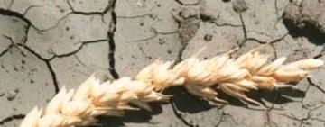 Аграриям Одесской области дадут компенсацию за потерянные посевы 