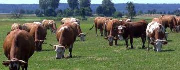 Маєш більше п'яти корів - отримаєш дотації: Павлівська ОТГ інформує про можливість створення сімейного фермерського господарства 