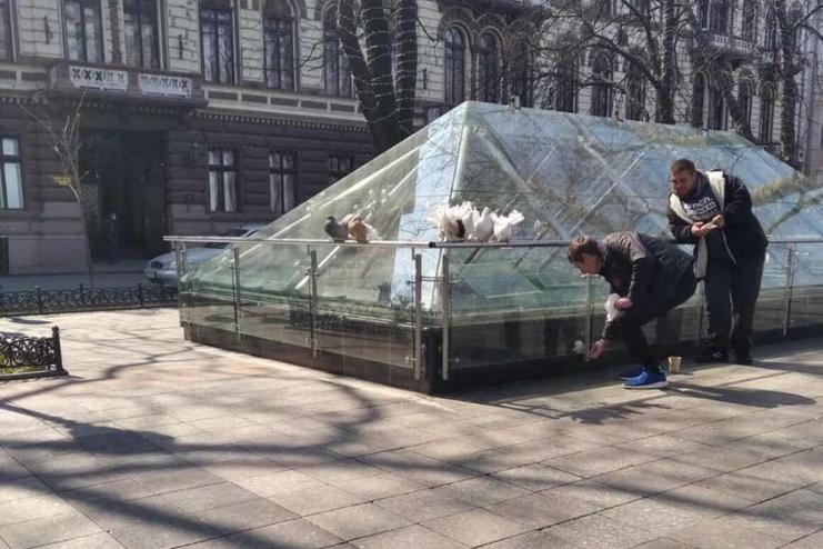 Склеивали крылья: в Одессе «фотобизнесмены» издевались над голубями 