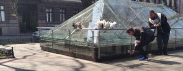 Склеивали крылья: в Одессе «фотобизнесмены» издевались над голубями 