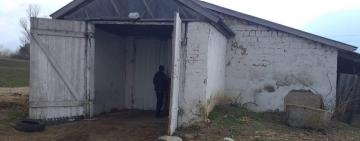 В Одесской области двое несовершеннолетних украли теленка с фермы