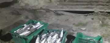 На Дунае вблизи Вилково водная полиция задержала двух браконьеров