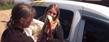 Папа-аист из села Троицкое вернулся домой!