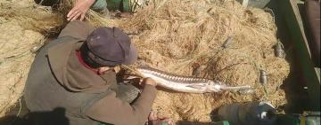 На реке Дунай пограничники задержали браконьеров с краснокнижной севрюгой