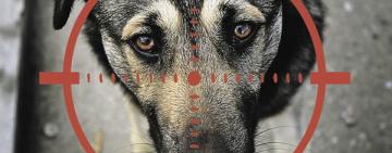 В Білгород-Дністровському невідомий застрелив собак