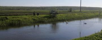 Житель Павловской ОТГ похитил лебедят - очевидцы