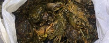 Одессит поймал краснокнижных крабов на 3 млн гривен