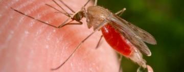 Пятеро украинских моряков вернулись из Африки с малярией: один из них скончался  