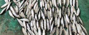 В Одесской области на территории Национального парка были пойманы браконьеры