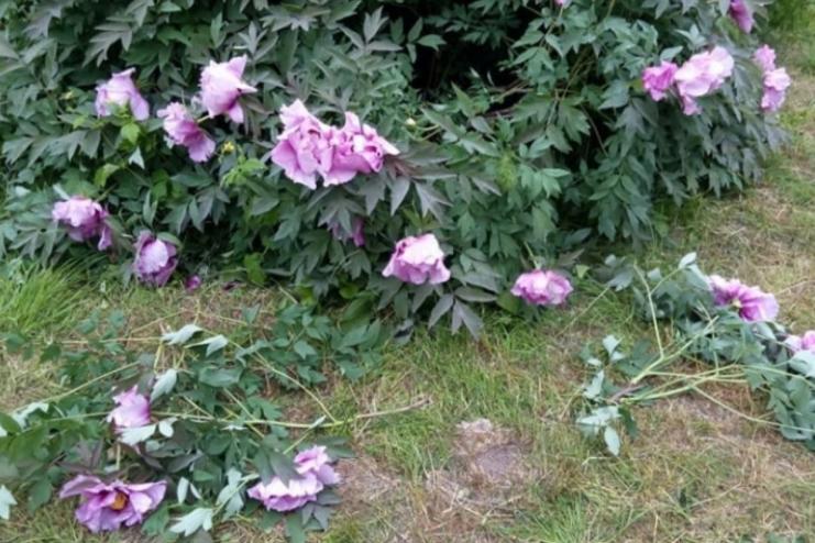 В одеському ботанічному саду відвідувачі знищили унікальні рослини