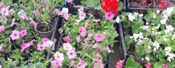 Клубничная столица Украины снова претендует на звание самой цветочной