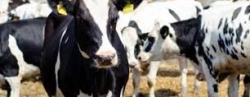 ЯК АРЦИЗЬКИМ ФЕРМЕРАМ ТА СЕЛЯНАМ ОТРИМАТИ КОМПЕНСАЦІЮ ЗА ПРИДБАНІ ДОЇЛЬНІ АПАРАТИ