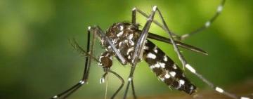 Опасные тигровые комары появились на побережье Черного моря