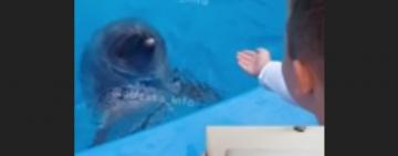 В Одеському дельфінарії дельфін поранив дитину 