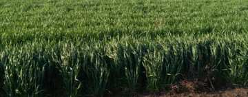 В Одесской области частная фирма незаконно использовала землю аграрного лицея стоимостью 17 млн грн