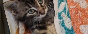 ❗️❗️❗️ В Измаиле неизвестный на глазах у детей оторвал лапку котенку (18+)