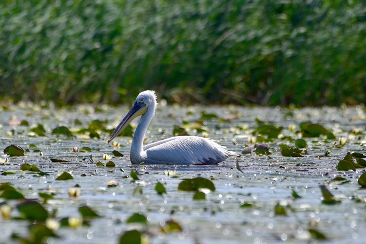 В Дунайському біосферному заповіднику встановили дві штучні платформи для гніздування пеліканів 