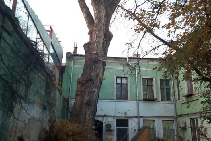 За пошкодження 170-річного дерева, яке за легендою посадив Пушкін, керівник підприємства постане перед судом