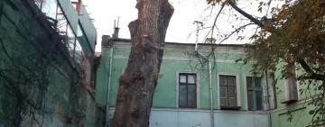 За пошкодження 170-річного дерева, яке за легендою посадив Пушкін, керівник підприємства постане перед судом