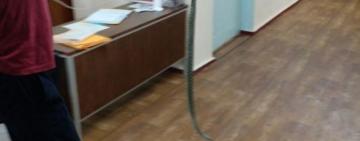 Большой переполох: в отделение больницы в Одесской области пробрался уж