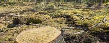 "Не заметил": лесничего Одесского лесхоза будут судить за служебную халатность