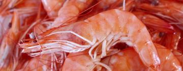 В Затоке туристы жалуются на фальшивые креветки из желатина (видео)