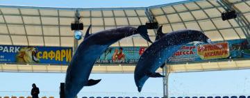 Бэби-бум в Одесском дельфинарии: родился уже 5-й малыш за лето (видео)