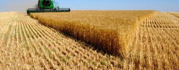 ИДЁМ НА РЕКОРДЫ! Урожайность зерновых в 2021 году — максимальная за всю историю региона