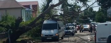 ⚡️В АРЦИЗЕ ПОСЛЕ НЕПОГОДЫ НА МАШИНУ РУХНУЛО ДЕРЕВО 