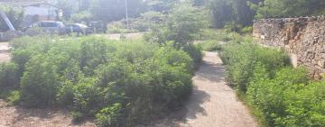 Чому Арциз став розплідником амброзії? 